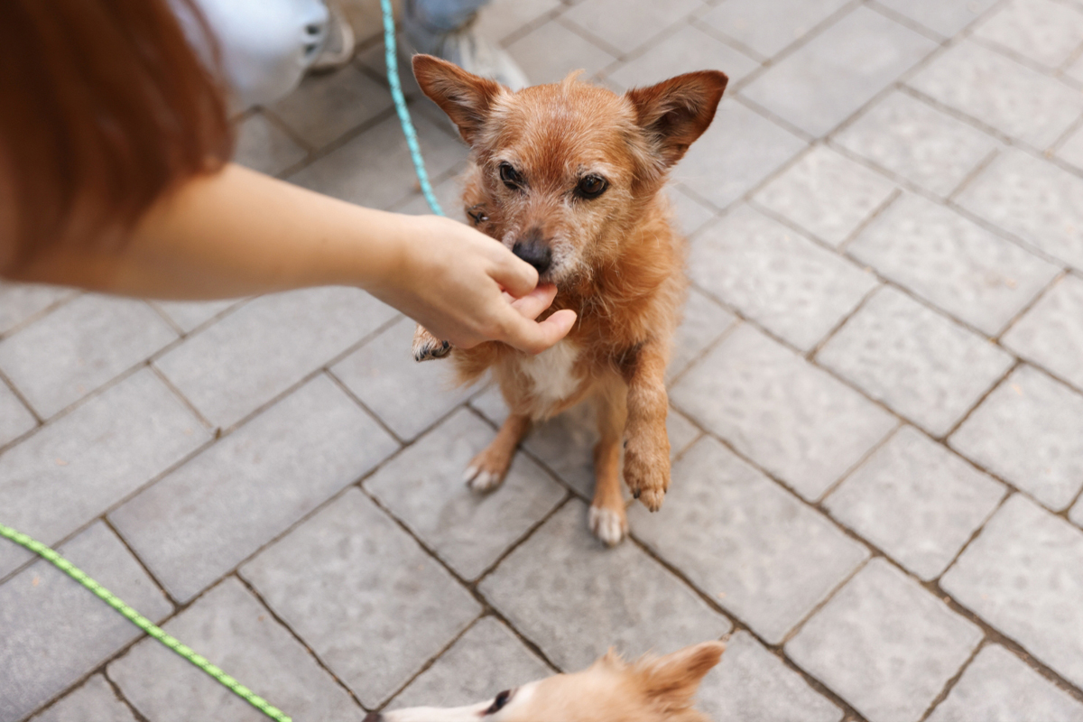 Treats to Trust in Dog Training