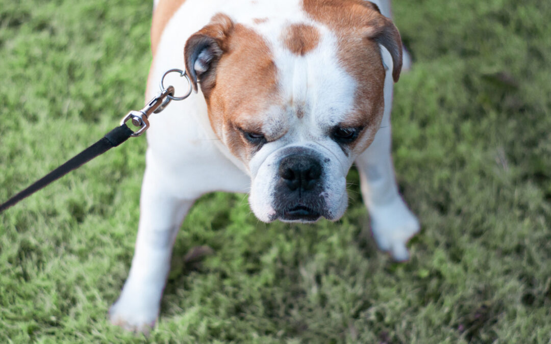 Why Your Dog Isn’t Stubborn They’re Confused