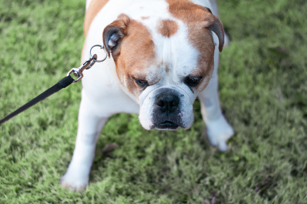 Why Your Dog Isn&rsquo;t Stubborn They&rsquo;re Confused