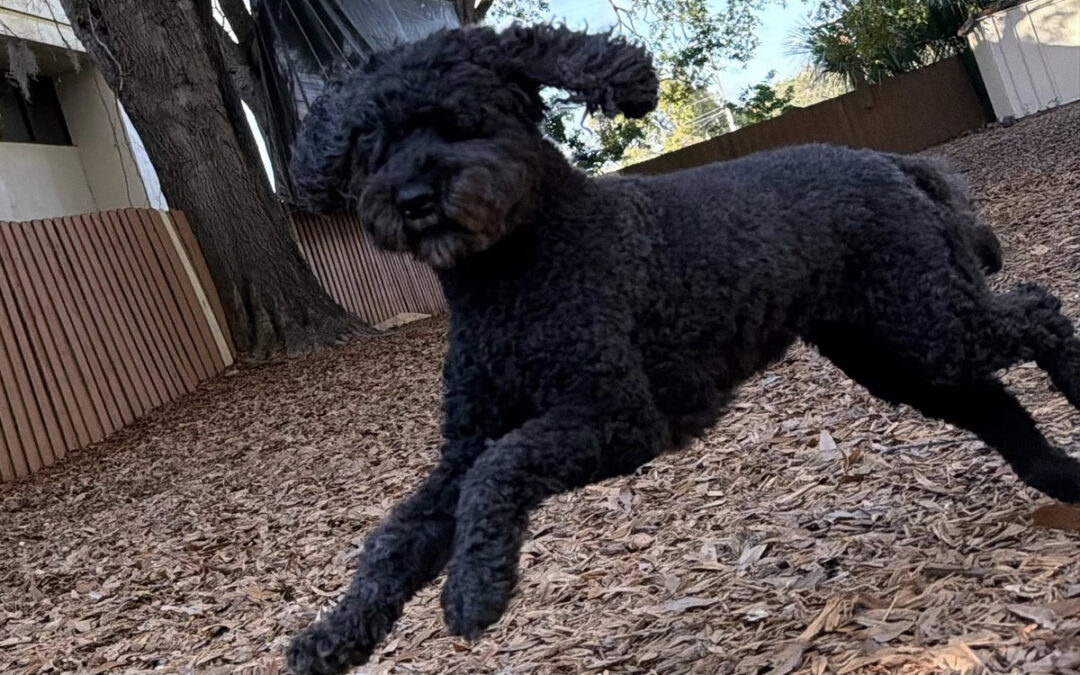 Breaking Bad Habits How to Stop Unwanted Behaviors Without Harsh Corrections