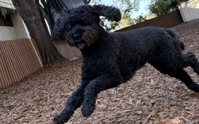 Breaking Bad Habits How to Stop Unwanted Behaviors Without Harsh Corrections