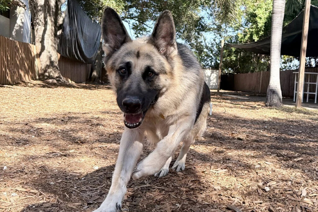 Dog Acts Perfect at Home but Not in Public