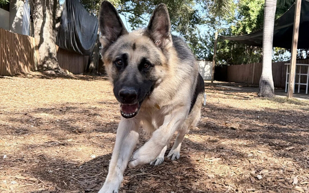 Why Your Dog Acts Perfect at Home but Not in Public