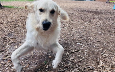 What to Do When Your Dog Ignores You Outside