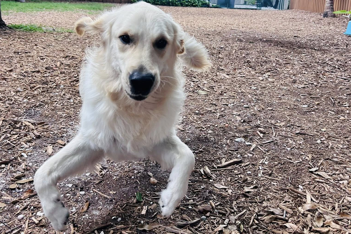 Dog Ignores You Outside