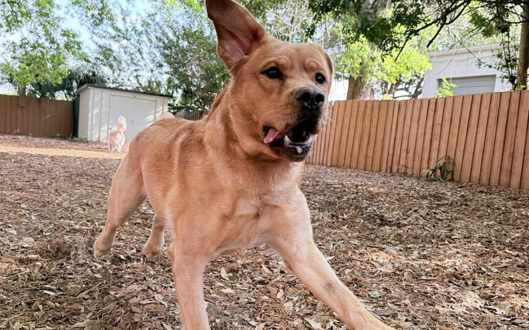 Dog Needs Before You Expect Obedience in Public