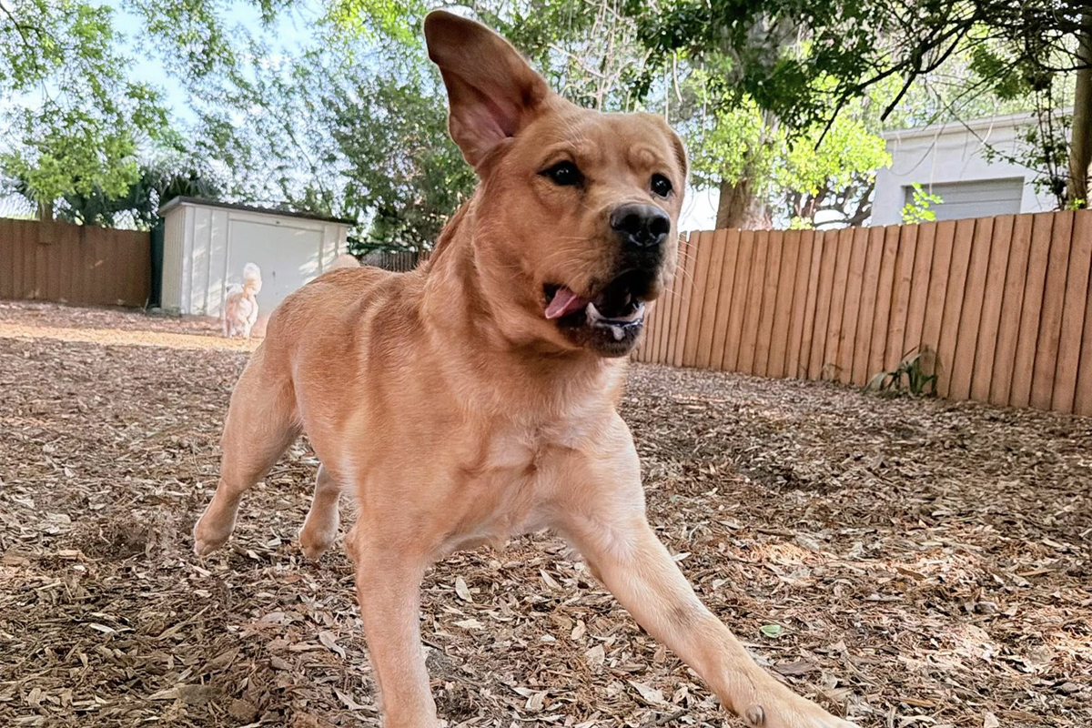 Dog Needs Before You Expect Obedience in Public