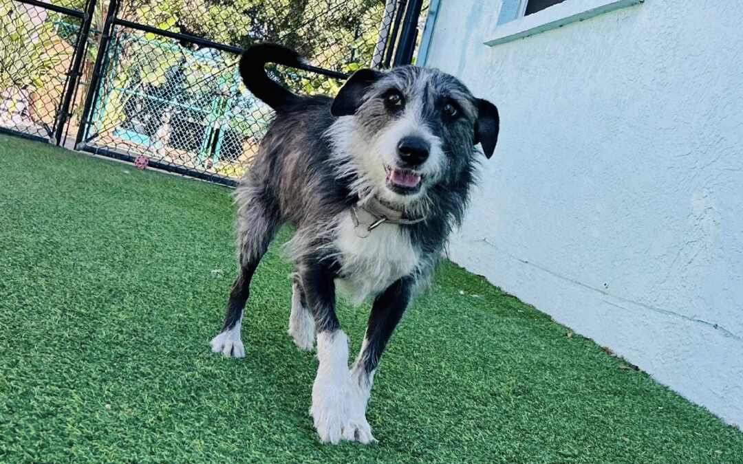 Having a Dog Who Actually Listens