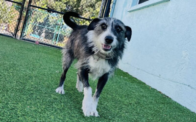 The Relief of Having a Dog Who Actually Listens