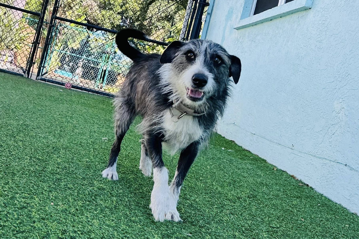 Having a Dog Who Actually Listens