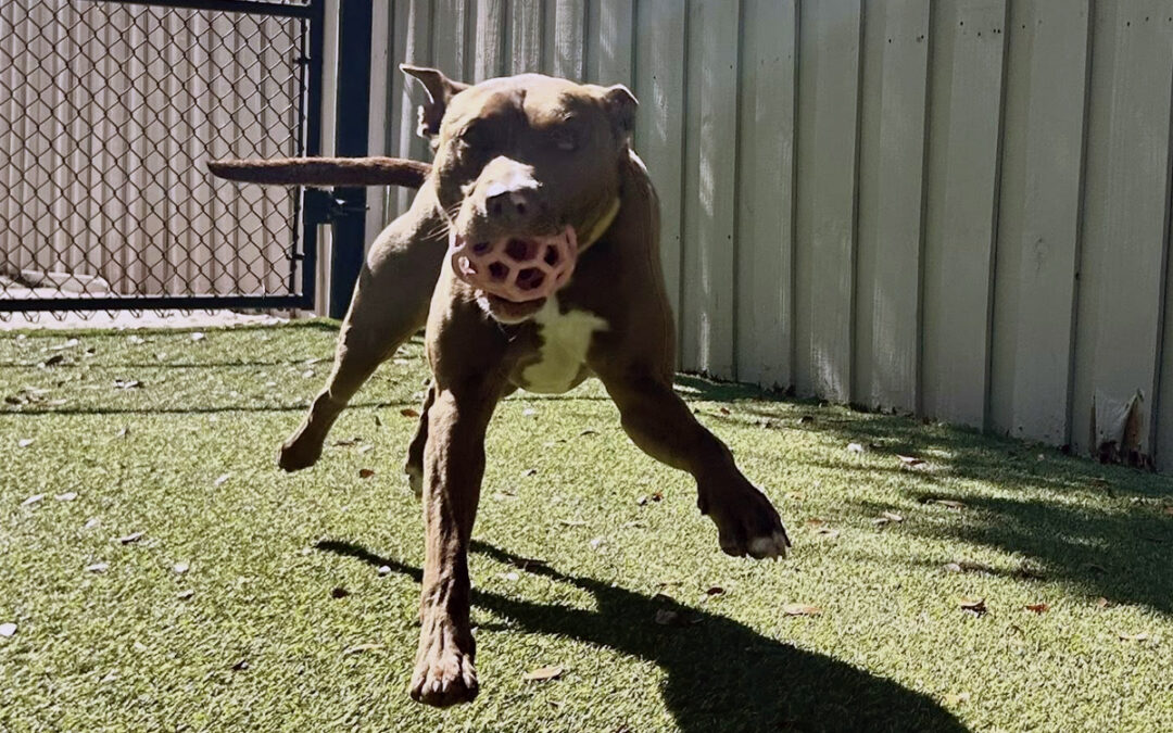 Why Jumping on Guests Gets Worse Over Time