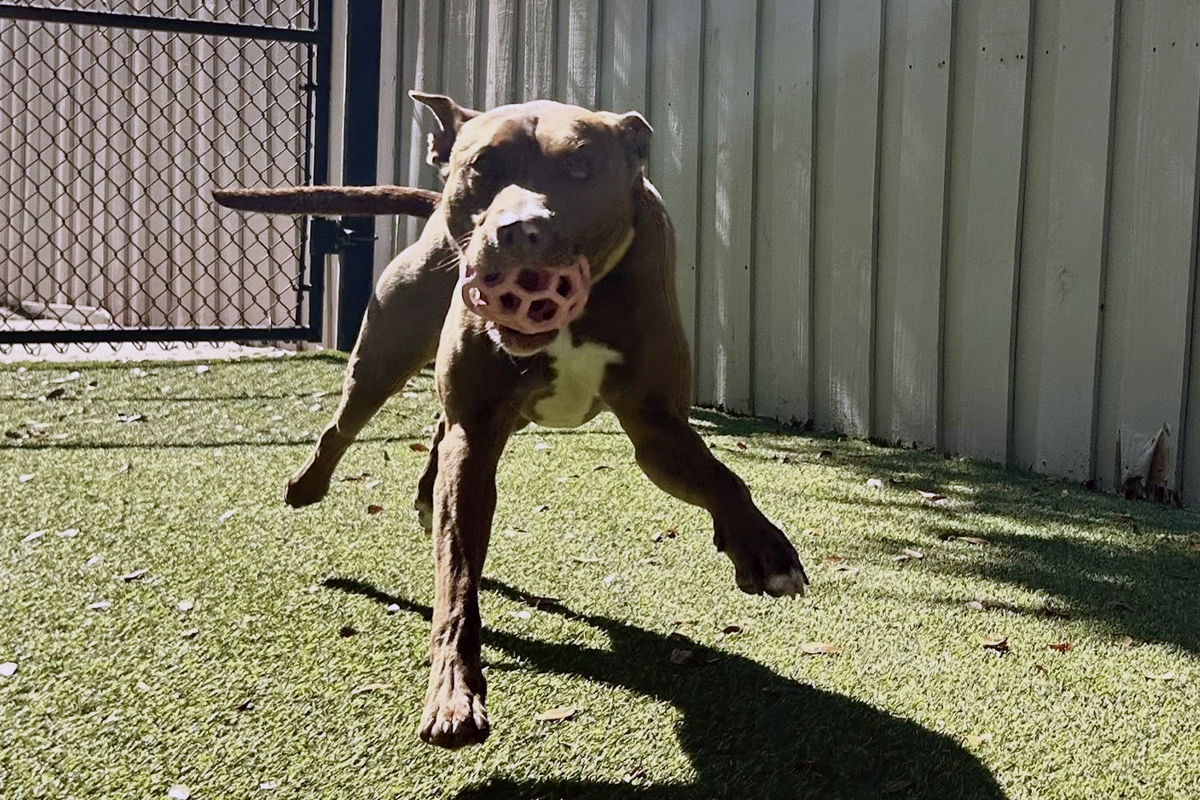 Dogs Jumping on Guests Gets Worse Over Time