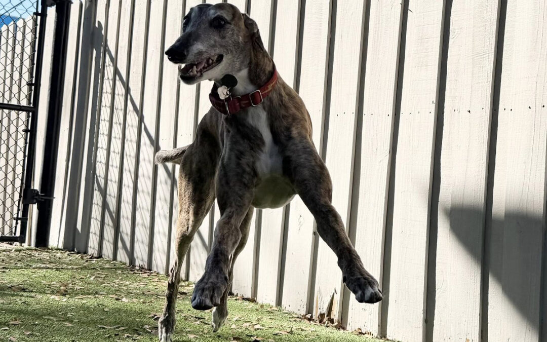 Dogs Thrive With Professional Structure