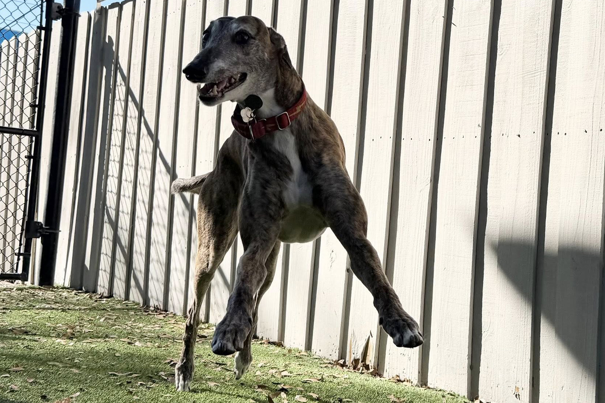 Dogs Thrive With Professional Structure
