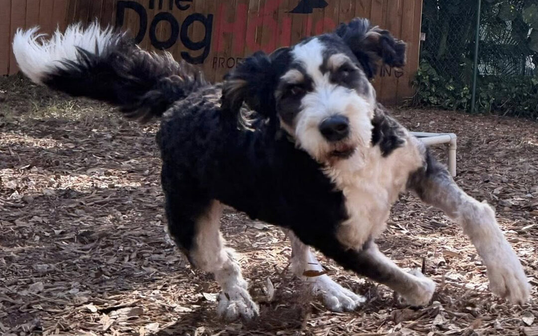 Friendly but Out-of-Control Dogs