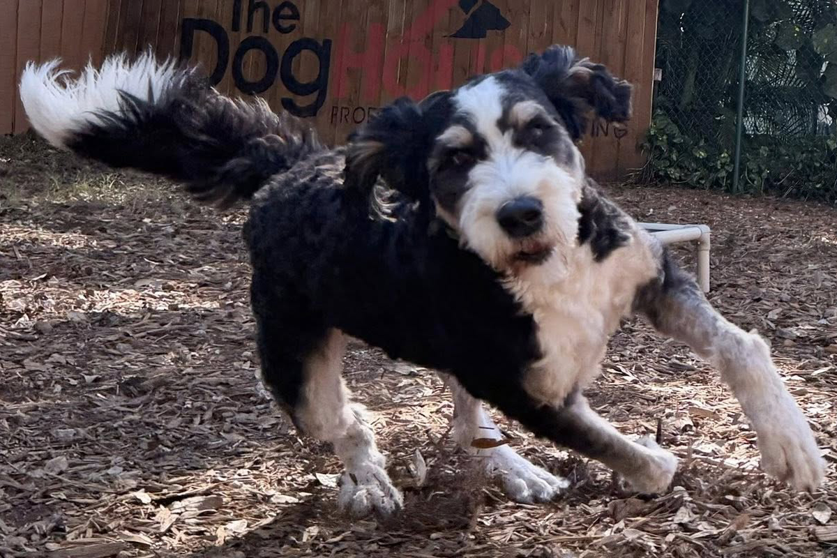 Friendly but Out-of-Control Dogs