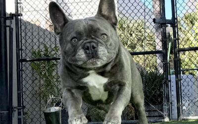 Why Adolescence Is the Hardest Stage for Dog Owners