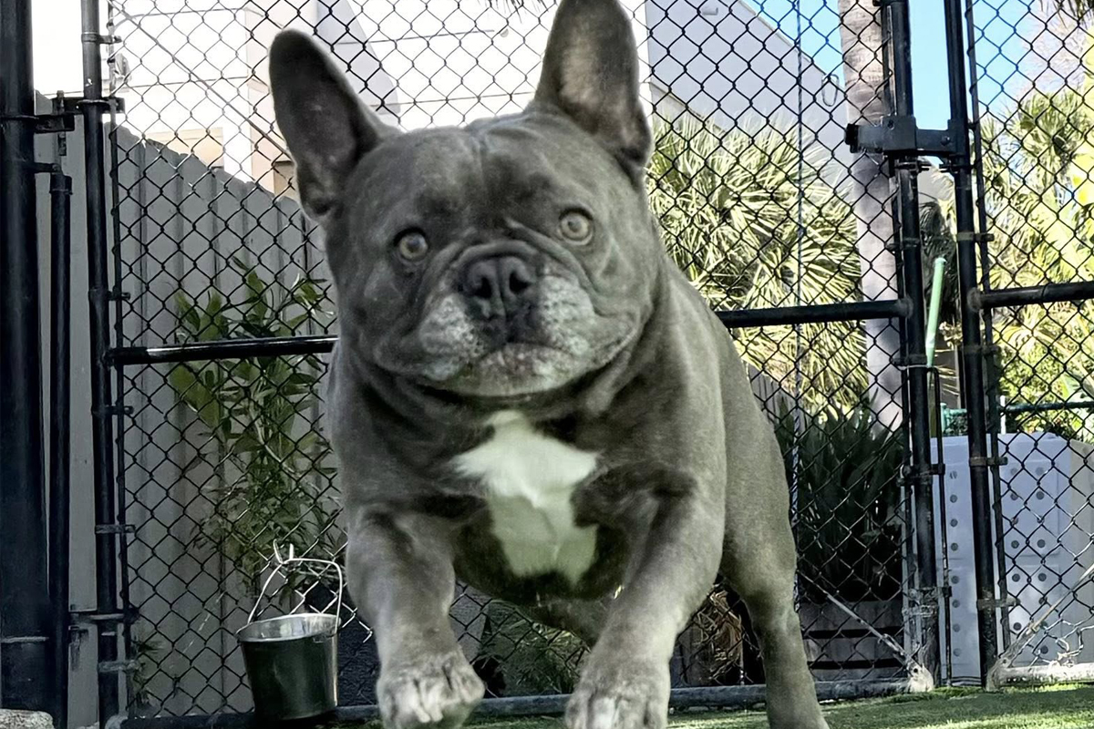 Hardest Stage for Dog Owners