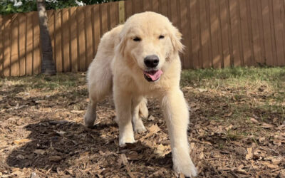 Hosting Guests Without Worrying About Your Dog