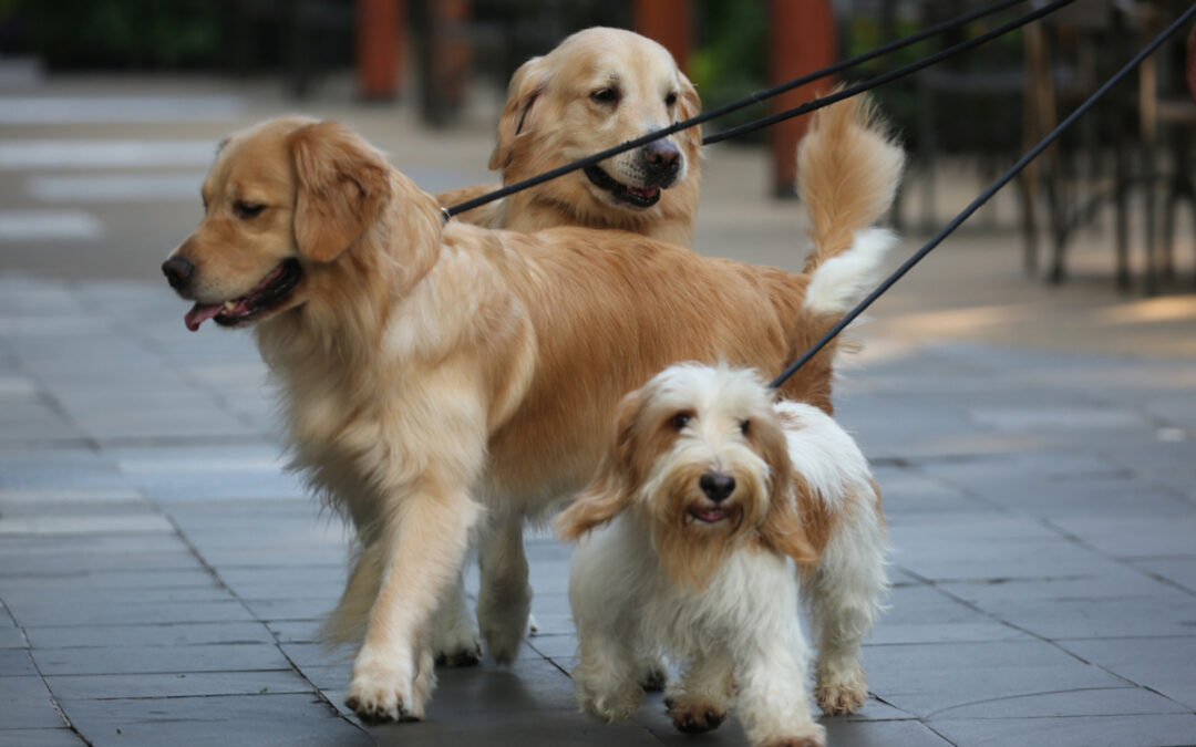 How to Stop Leash Reactivity Before It Escalates