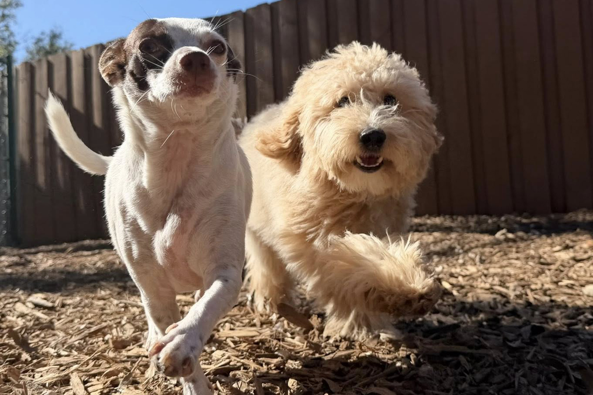 Managing Multi-Dog Household Tension