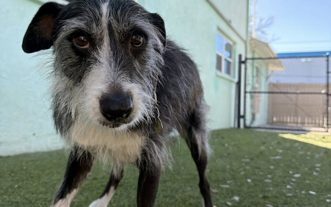 When Rescue Dogs Need Structured Guidance