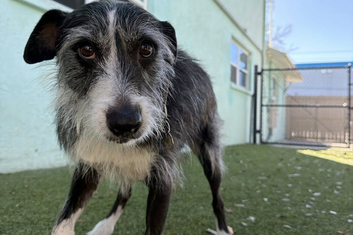 Rescue Dogs Need Structured Guidance