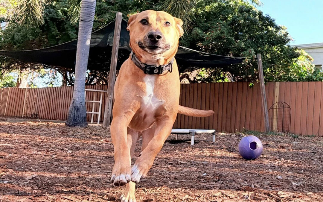 Training Environments Eliminate Mixed Signals