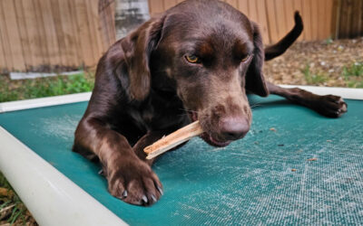 Training Large Breed Dogs Safely and Effectively