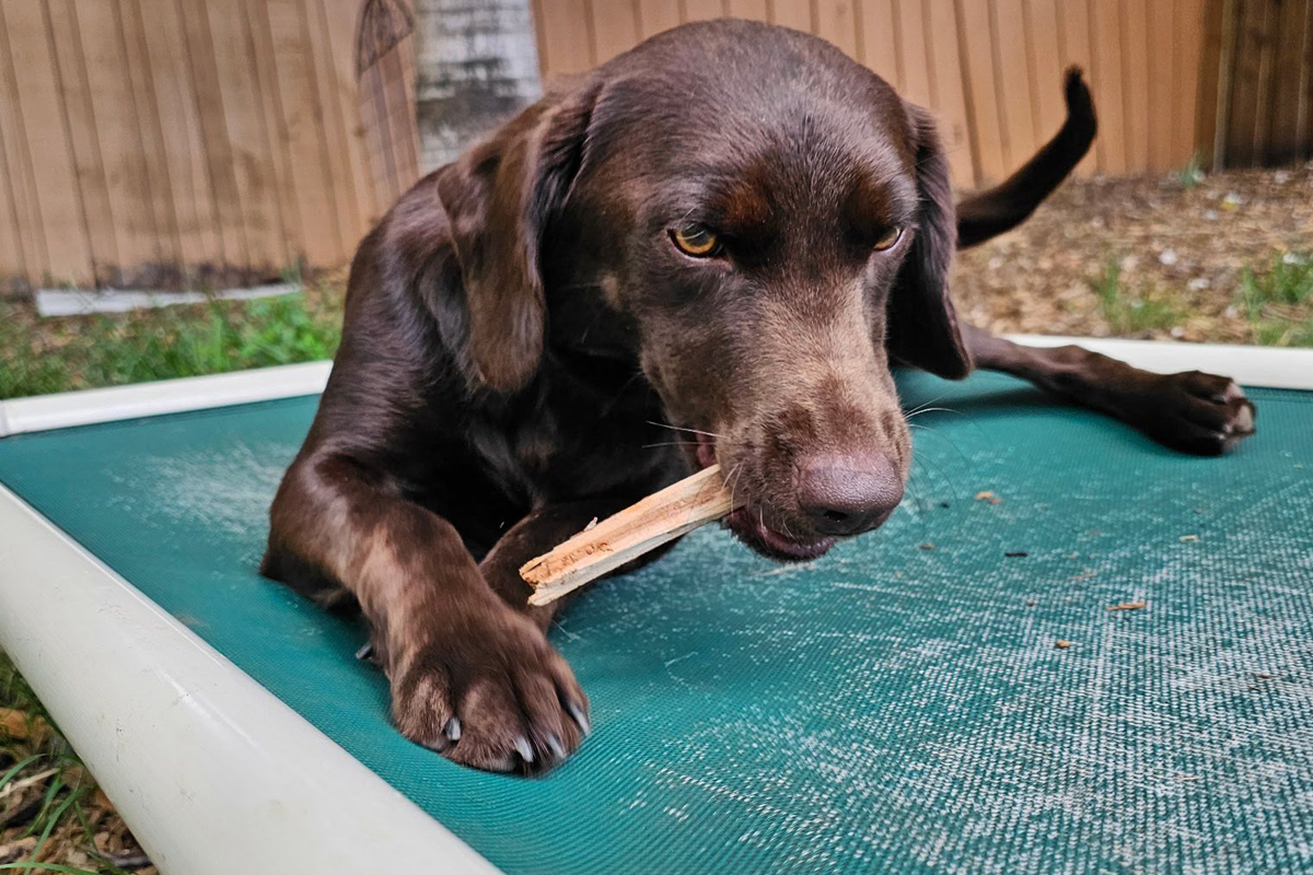 Training Large Breed Dogs
