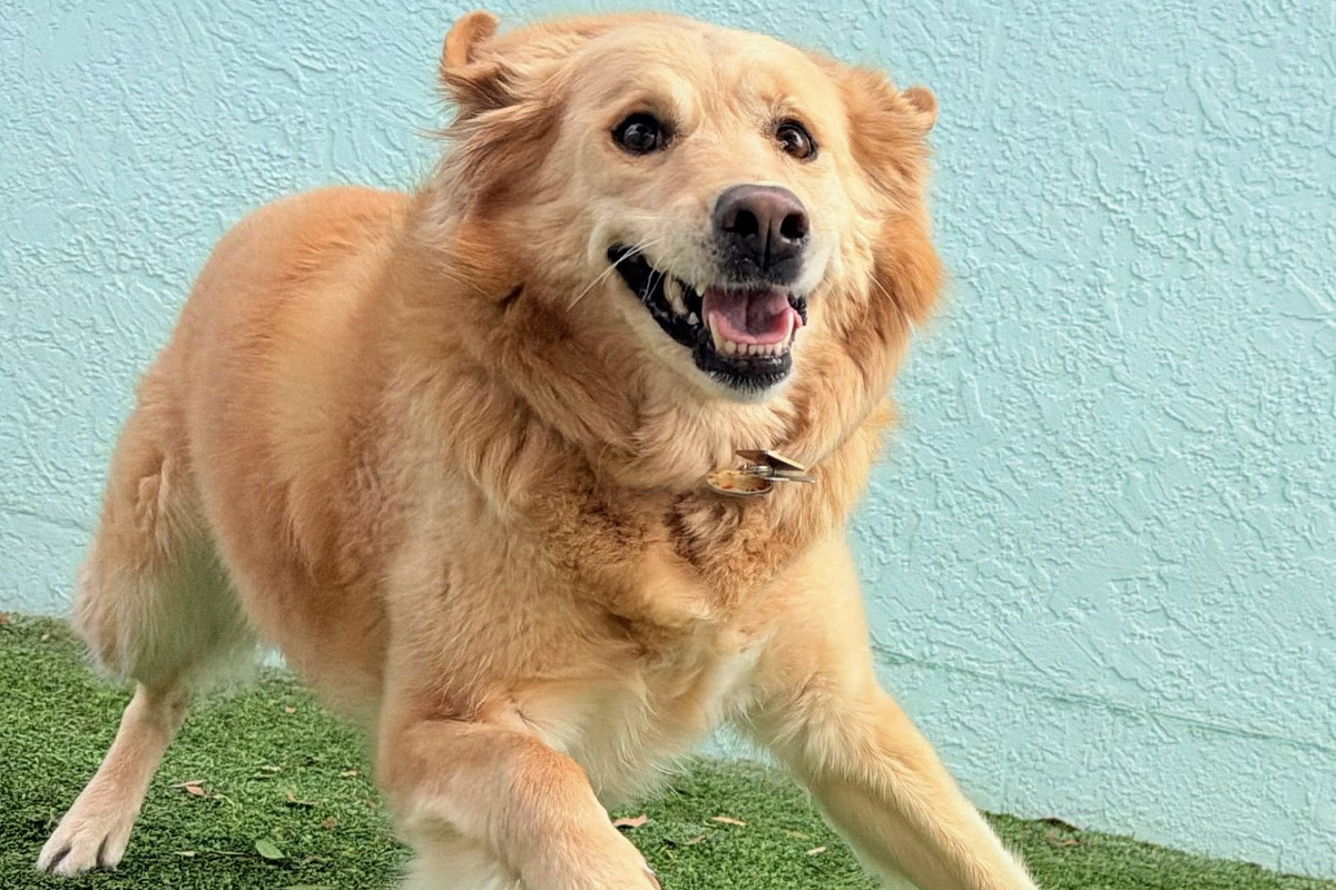 Tried Everything With Your Dog