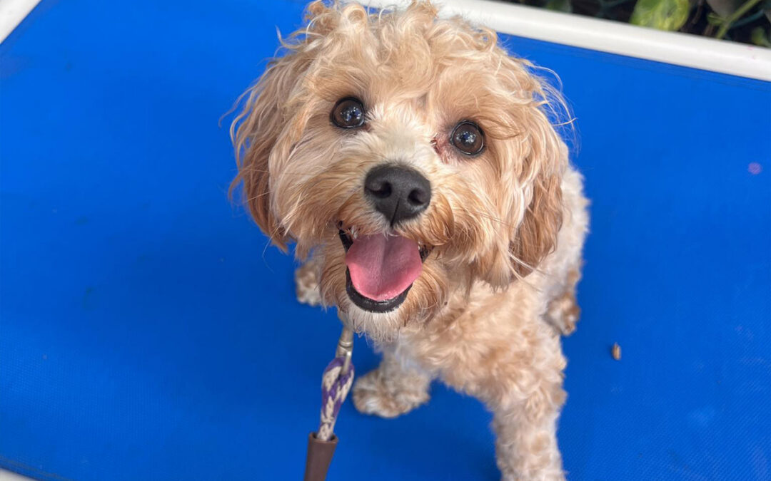 Waiting to Train Makes Things Harder