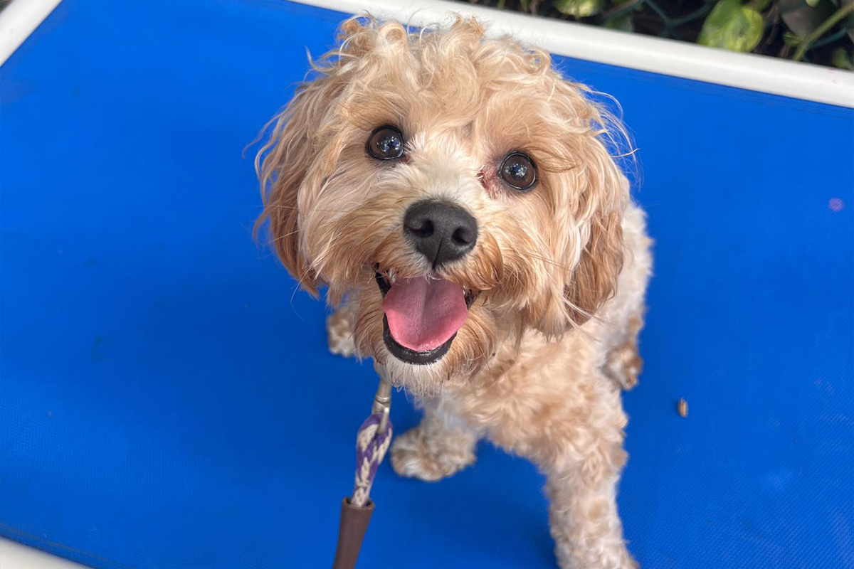 Waiting to Train Makes Things Harder