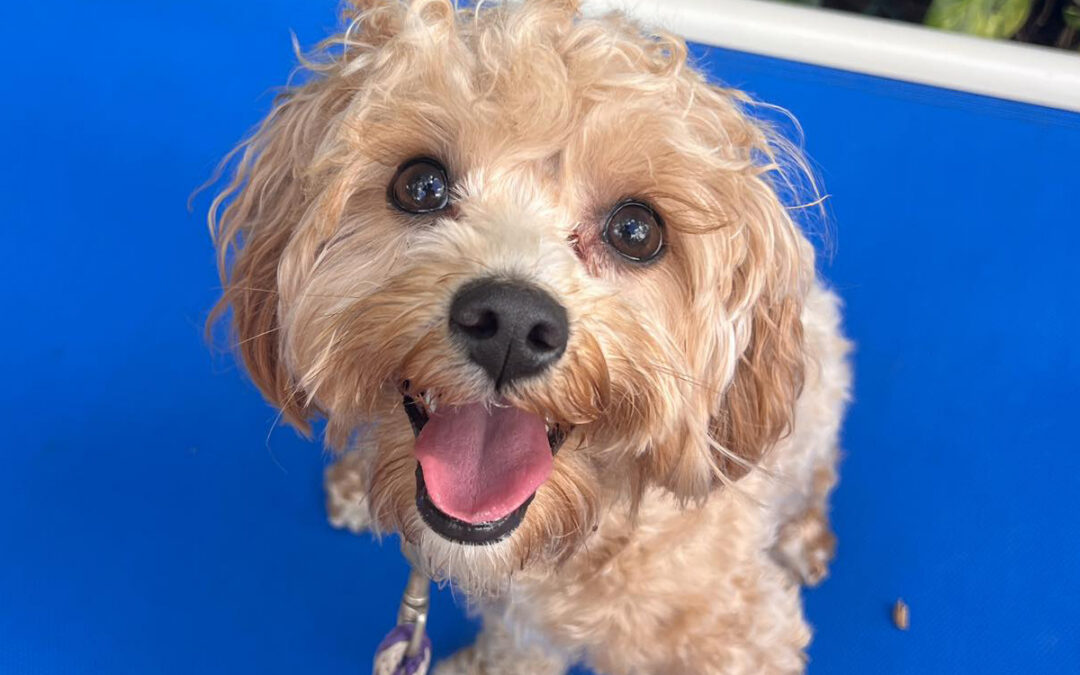 When Love Isn’t Enough Why Structure Matters