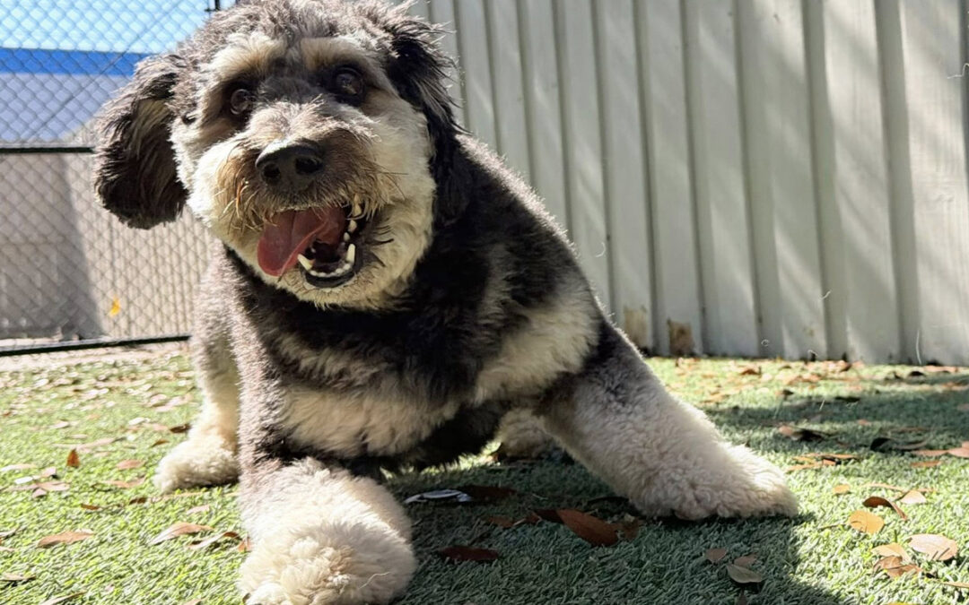 Training Feels Overwhelming