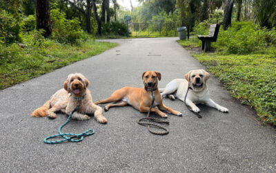 When Walks Become Stressful Instead of Enjoyable