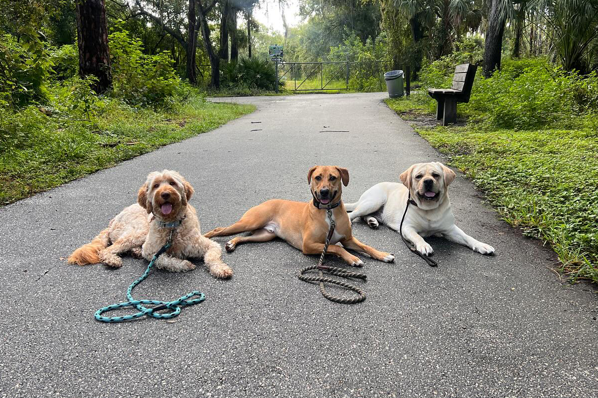 when walks become stressful