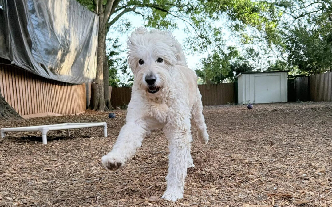 Why Your Dog’s Behavior Changes in New Environments