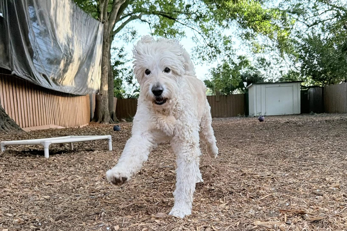 Dog&rsquo;s Behavior Changes in New Environments