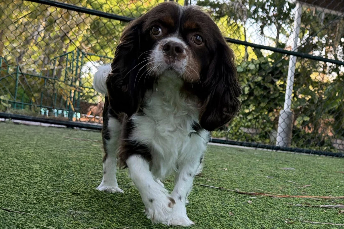 Dog Needs More Than Basic Training