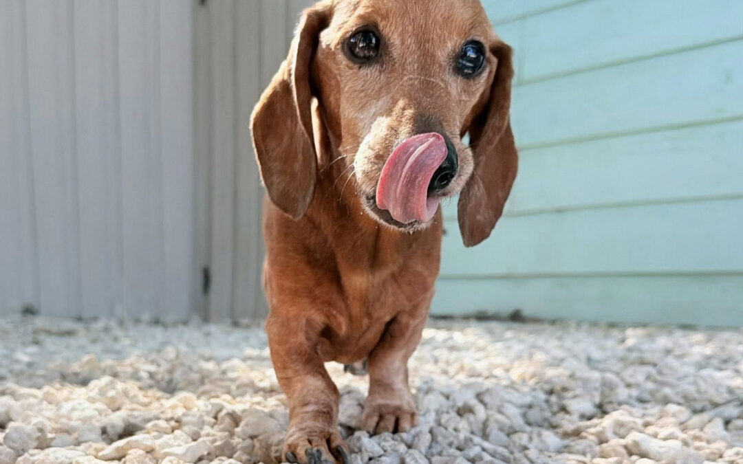 Cute Puppy Behavior Stops Being Cute