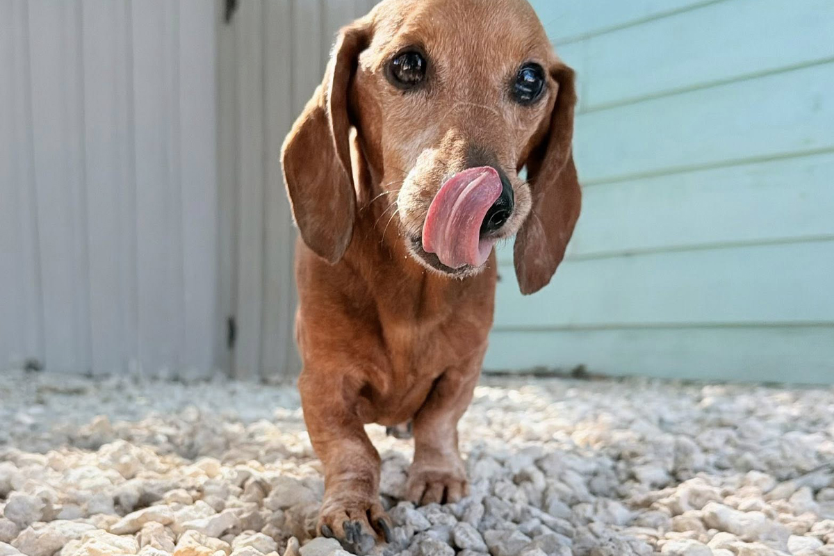 Cute Puppy Behavior Stops Being Cute