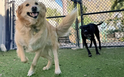 What to Do When One Dog Starts Copying Bad Behavior