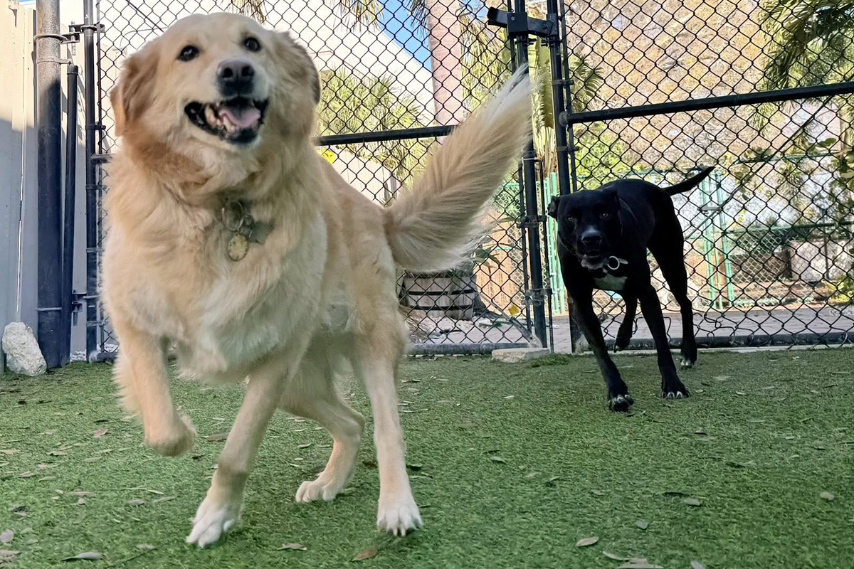 Dog Starts Copying Bad Behavior