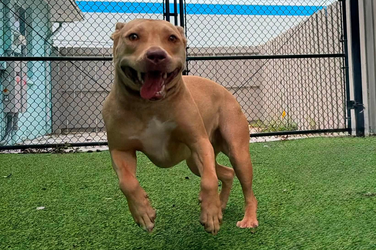 Why Your Dog Gets More Reactive the Closer You Get to Home