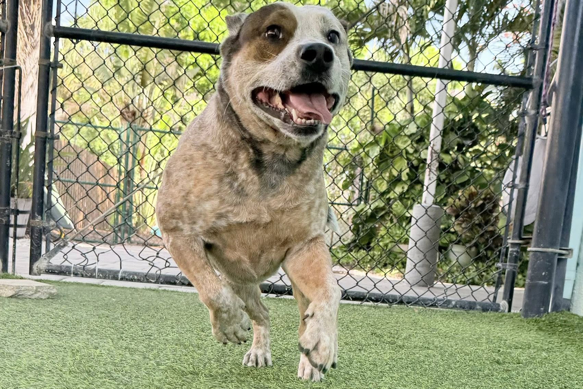 Dog Only Listens When They Feel Like It