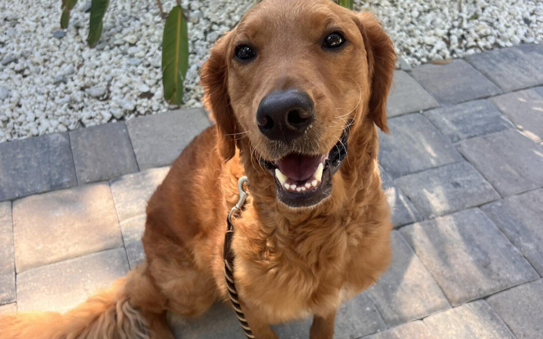 Dog to Stay Calm When the Doorbell Rings