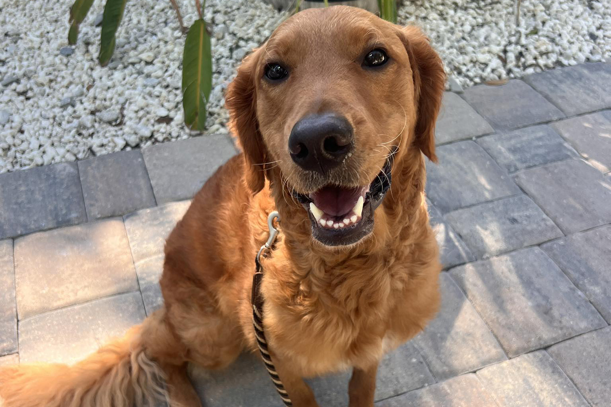Dog to Stay Calm When the Doorbell Rings