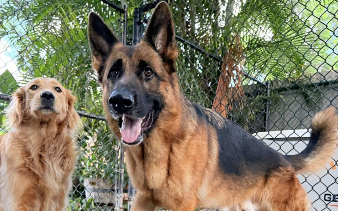 Dogs Compete for Attention