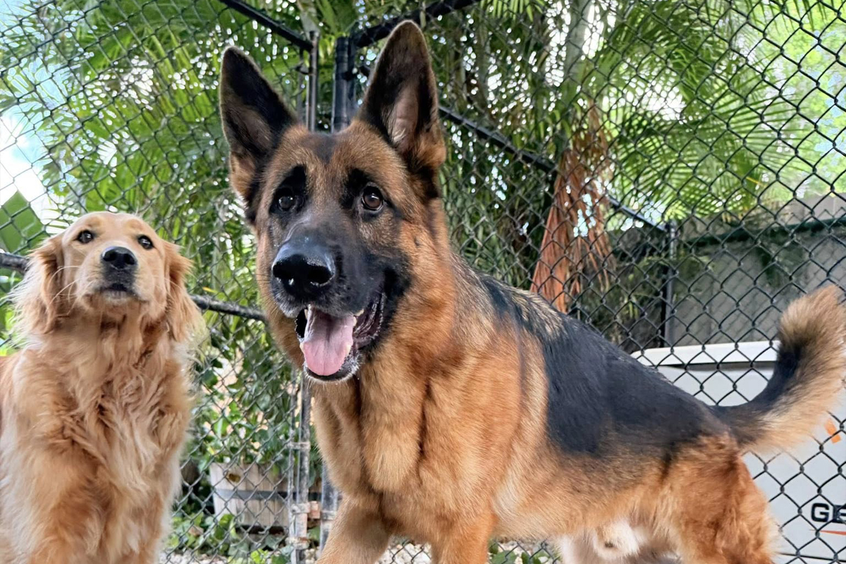Dogs Compete for Attention